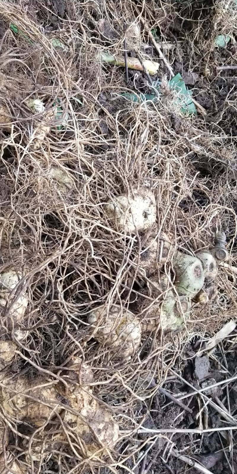 湖南高山黄精基地，自产自销