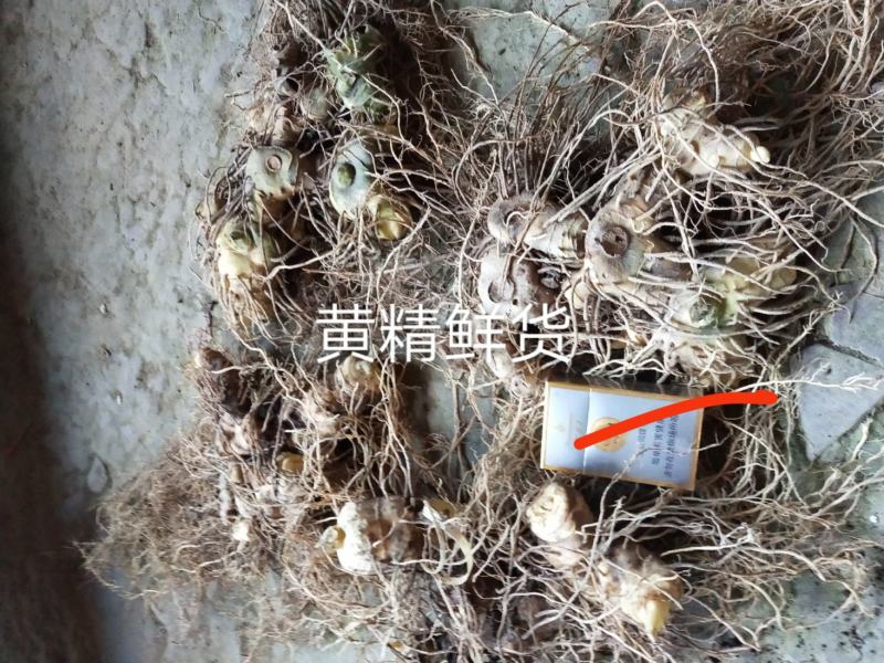 湖南高山黄精基地，自产自销