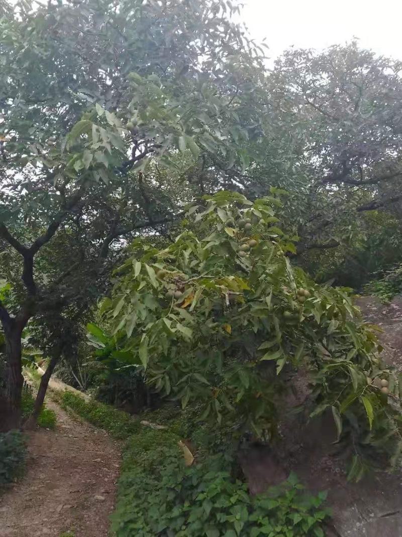 云南大麻果可以预定咯真诚期待你的合作认真给你代办不收费