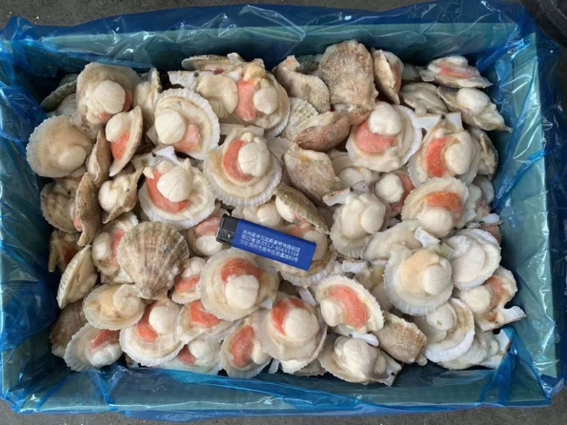 半壳扇贝半壳小红贝贵妃贝自助餐专用食材扇贝