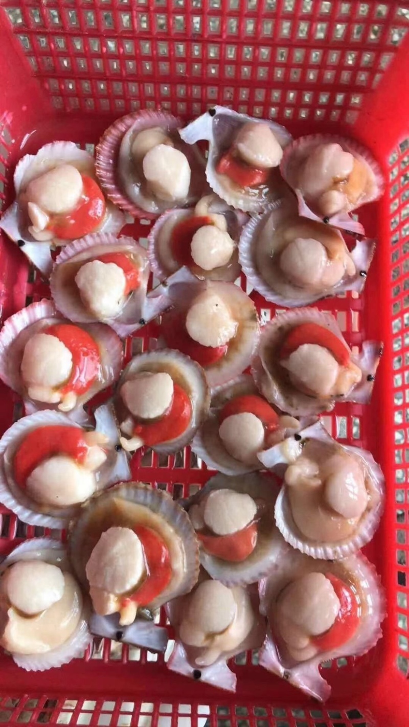 半壳扇贝半壳小红贝贵妃贝自助餐专用食材扇贝