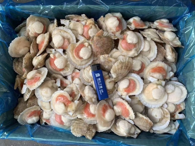 半壳扇贝半壳小红贝贵妃贝自助餐专用食材扇贝