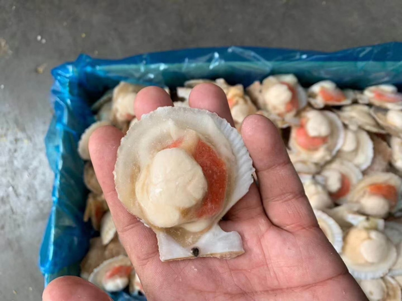 半壳扇贝半壳小红贝贵妃贝自助餐专用食材扇贝
