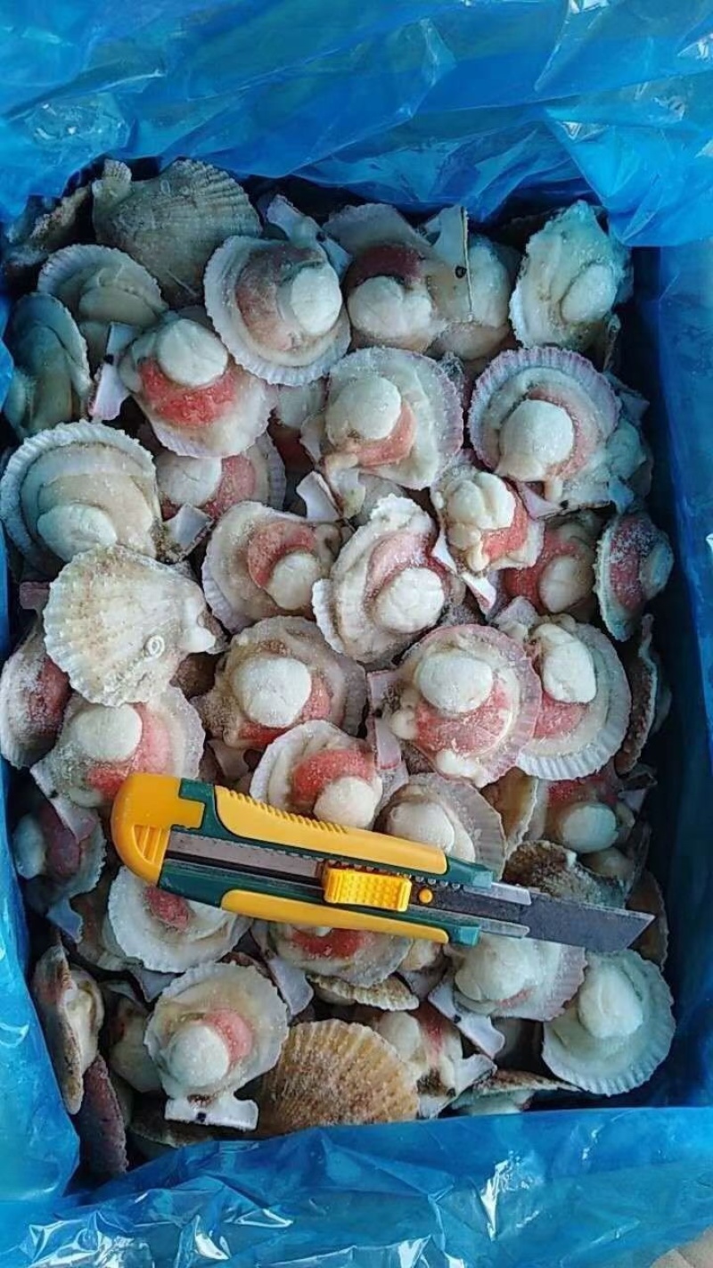 半壳扇贝半壳小红贝贵妃贝自助餐专用食材扇贝