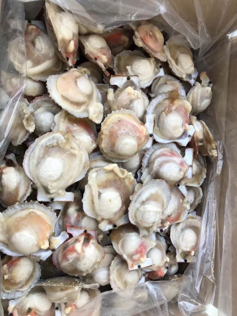 半壳扇贝半壳小红贝贵妃贝自助餐专用食材扇贝