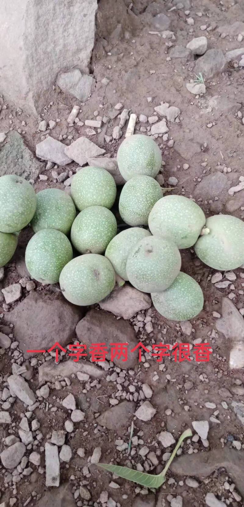 云南大麻果可以预定咯真诚期待你的合作认真给你代办不收费