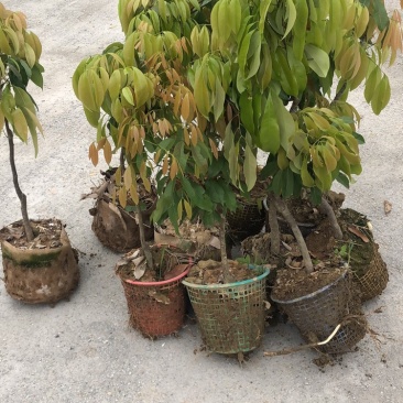 仙进奉嫁接苗