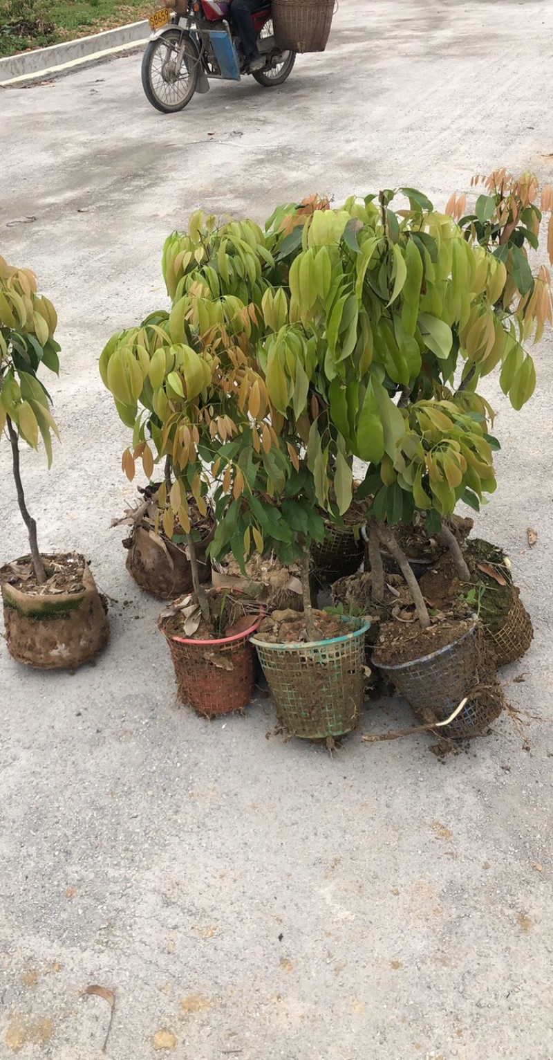 仙进奉嫁接苗