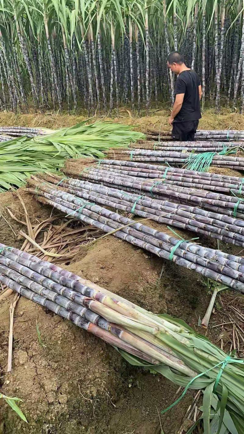 广西甘蔗，甘蔗，甜甘蔗大量市长期应，整车发货