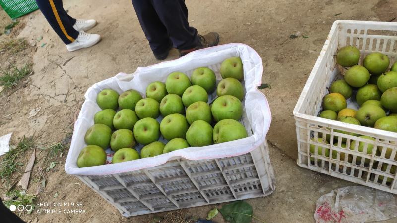优质湖北襄阳金秋梨，晚秋梨元黄梨产地直销量大价优