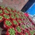 优质湖北襄阳金秋梨,晚秋梨元黄梨产地直销量大价优