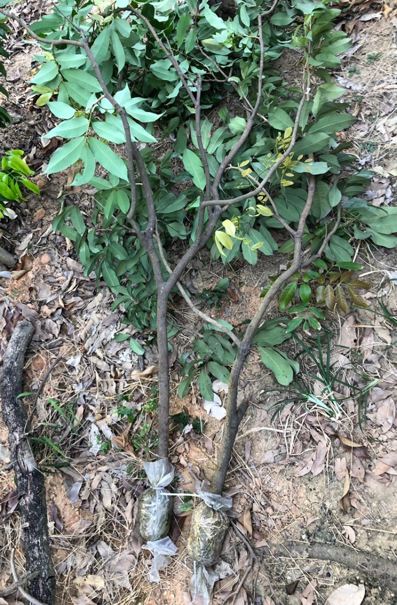 仙进奉荔枝高压苗