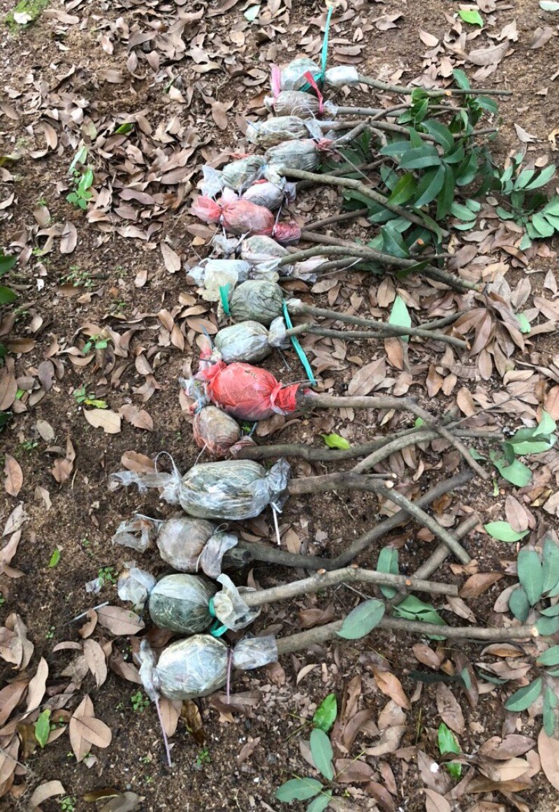 仙进奉荔枝高压苗
