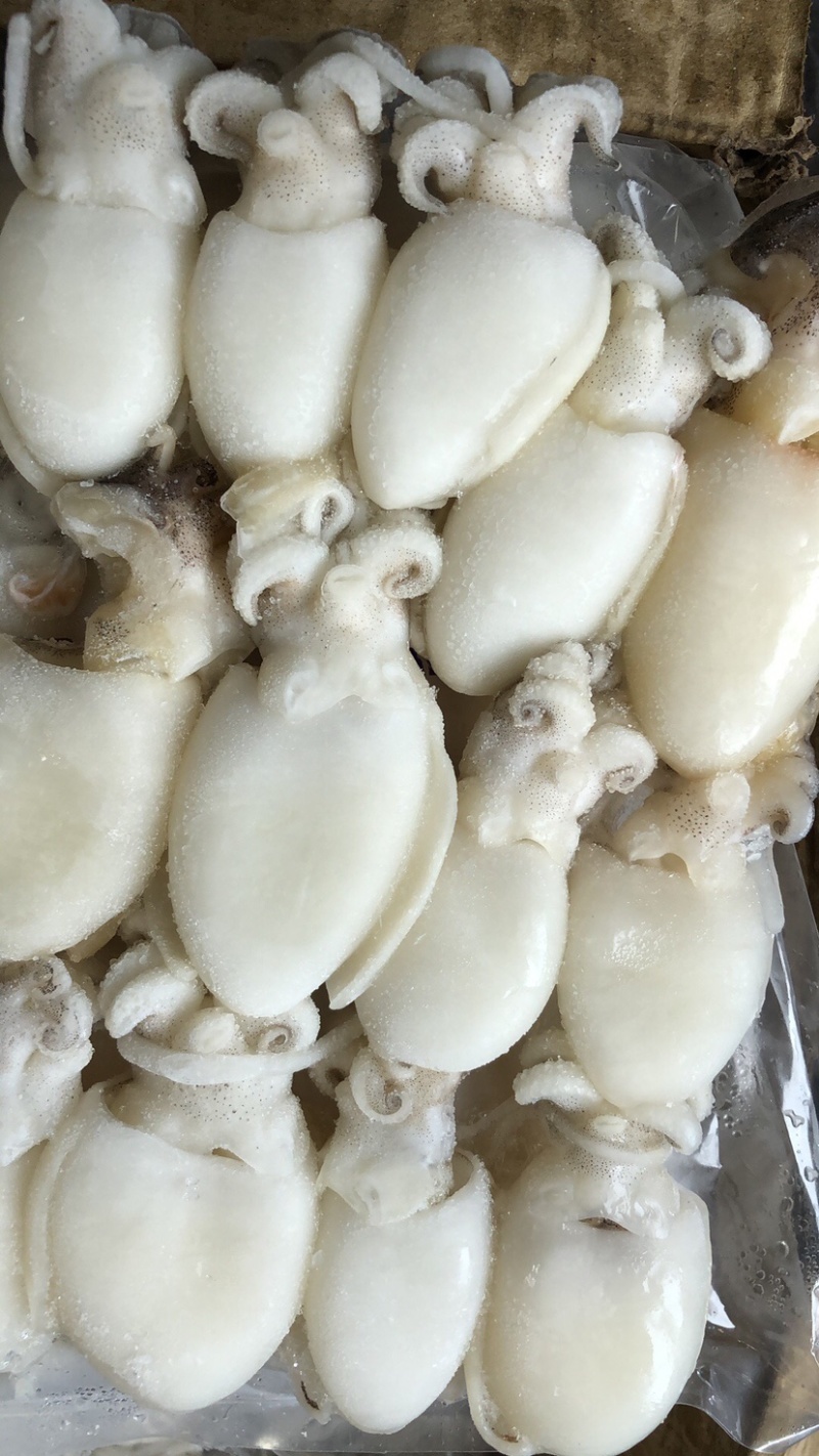 墨鱼仔去皮去内脏墨鱼仔火锅食材目鱼仔章鱼仔