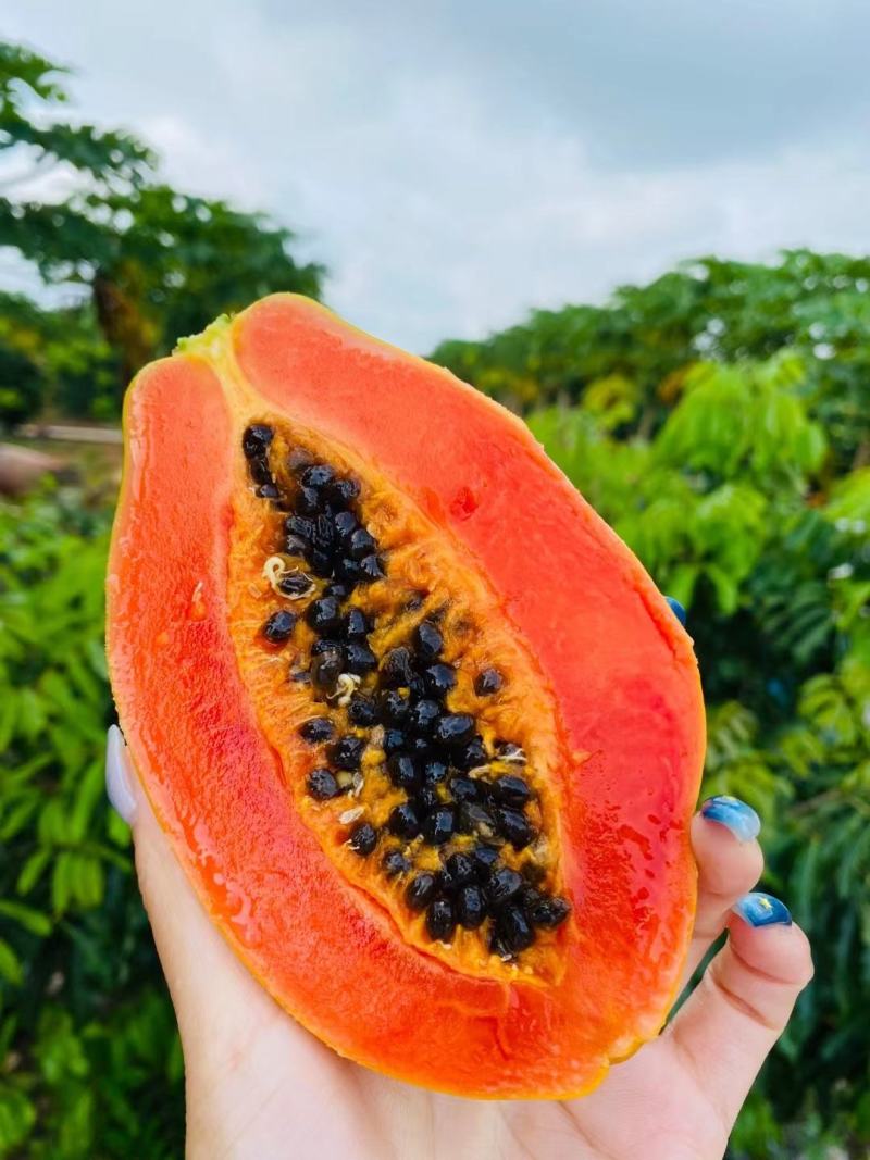 冰糖红心木瓜茂名新鲜当季热带水果冰糖大青木瓜