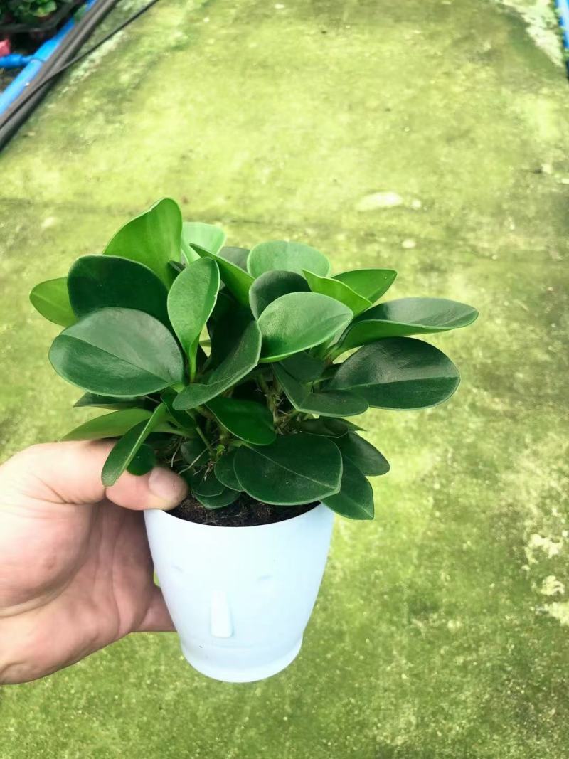 碧玉基地直销精品盆栽当天下单当天发货