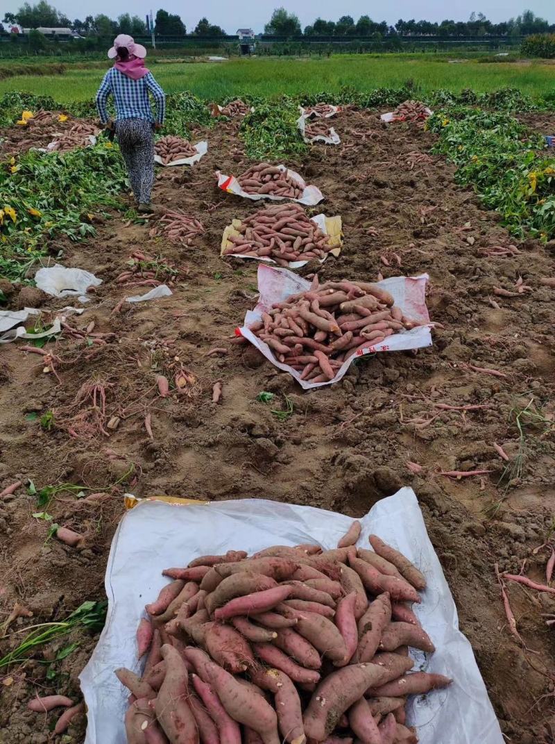 紫红薯，沙地货3两以上不封顶，品质好，产地直供，：现货