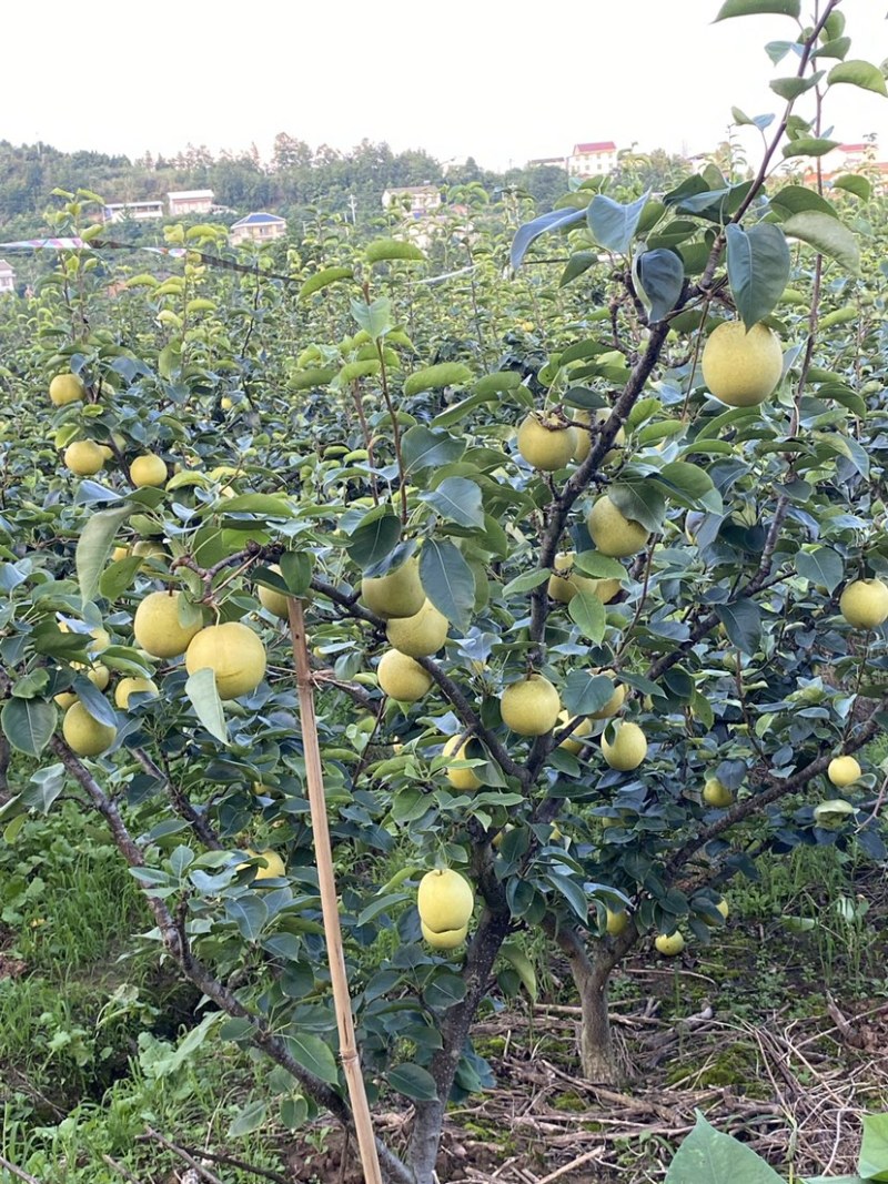 梨树苗梨子苗梨苗-翠冠梨嫁接苗，栽后第二挂
