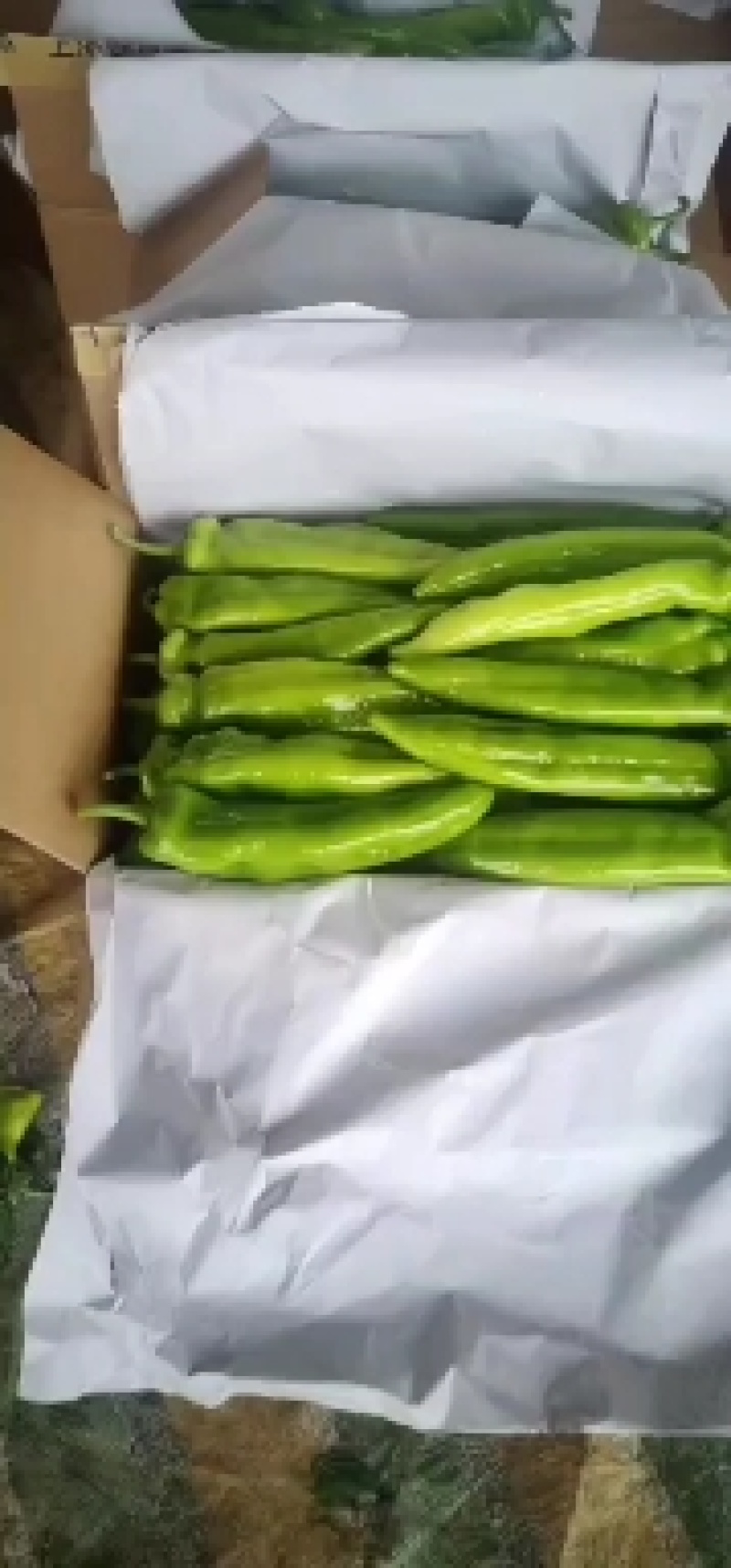 精品尖椒大量上市
