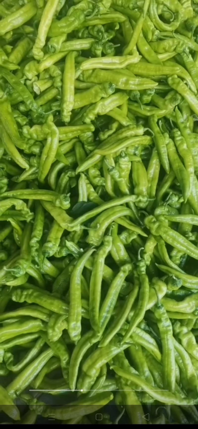 精品尖椒大量上市
