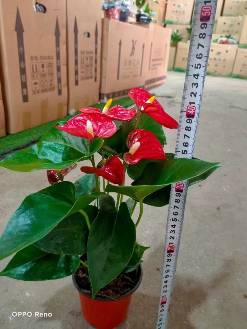 红掌（皇冠）基地直销全国一件代发物美价廉产品好服务好