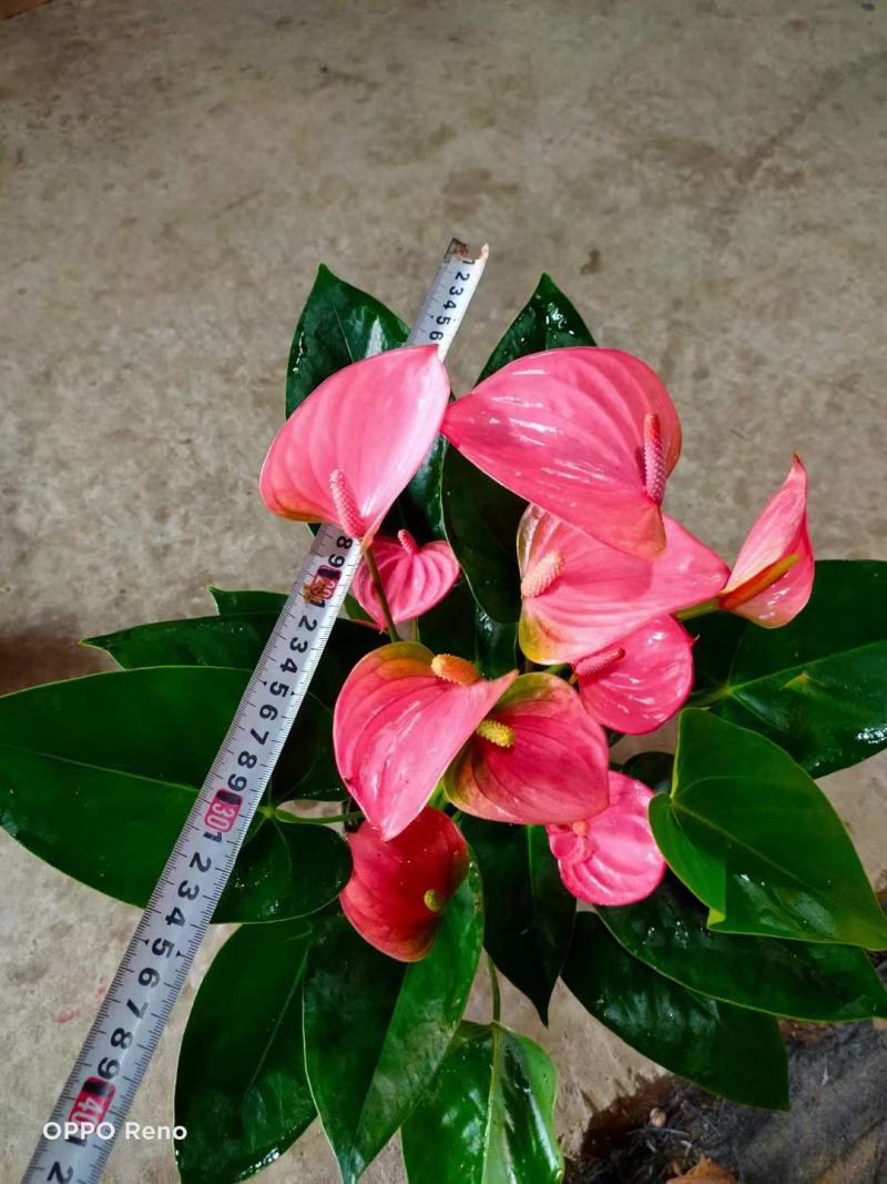 红掌（皇冠）基地直销全国一件代发物美价廉产品好服务好