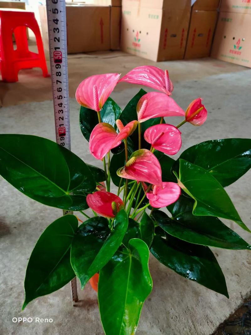 红掌（皇冠）基地直销全国一件代发物美价廉产品好服务好