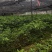 大红嫁接八角苗罗马东荣陈平妹儿木王