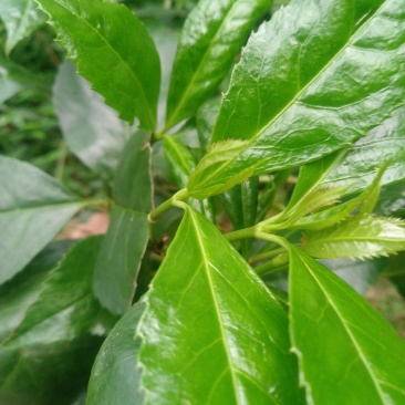 野生草珊瑚，九节风