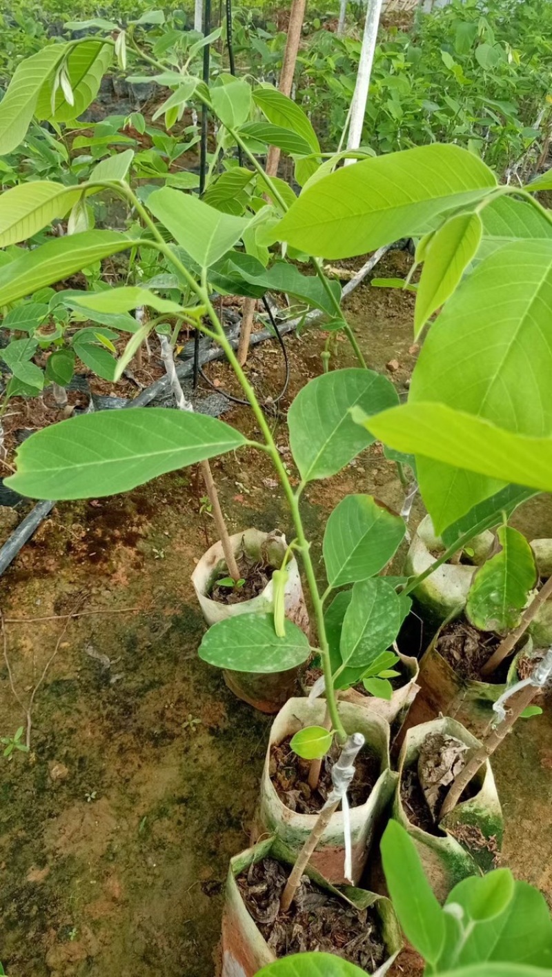 凤梨释迦果苗\正品嫁接苗直生苗\苗木靓丽