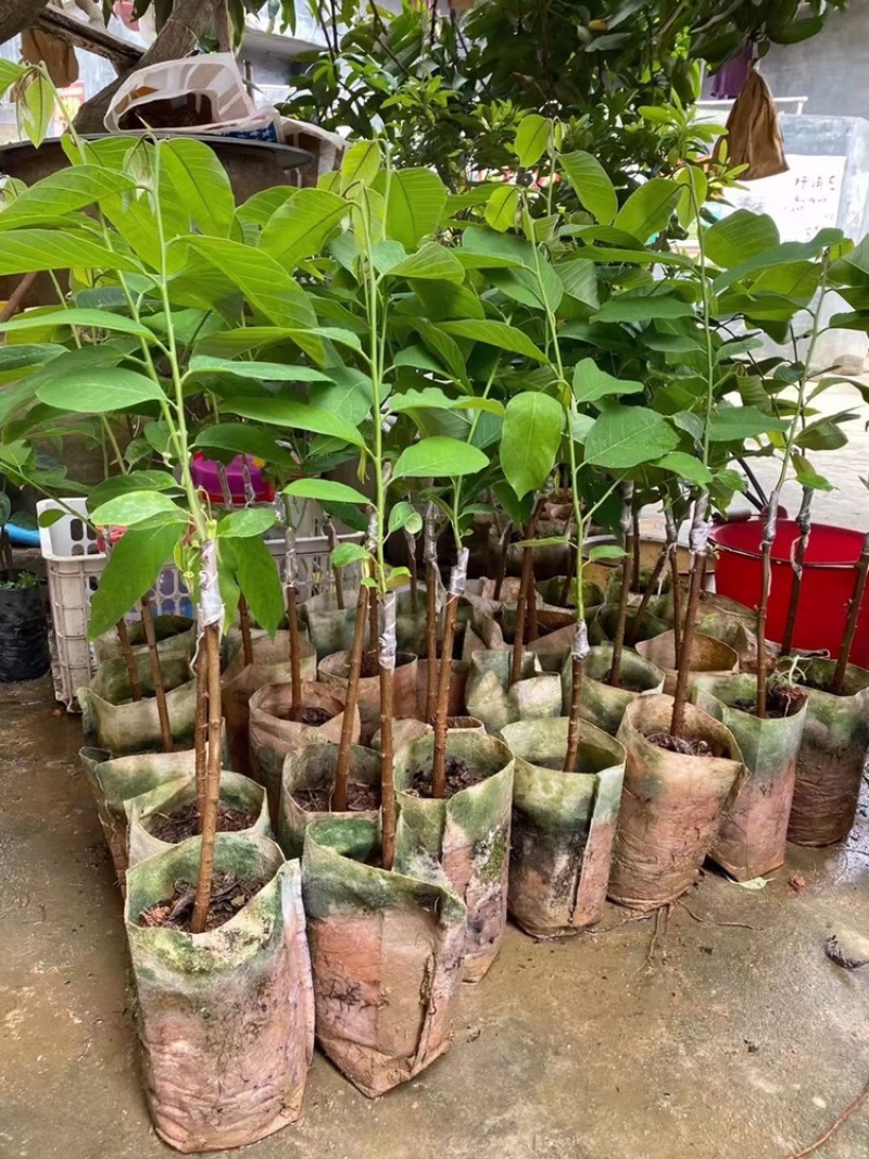 凤梨释迦果苗\正品嫁接苗直生苗\苗木靓丽