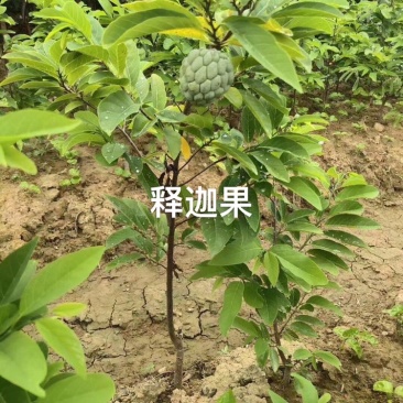 凤梨释迦果苗\正品嫁接苗直生苗\苗木靓丽