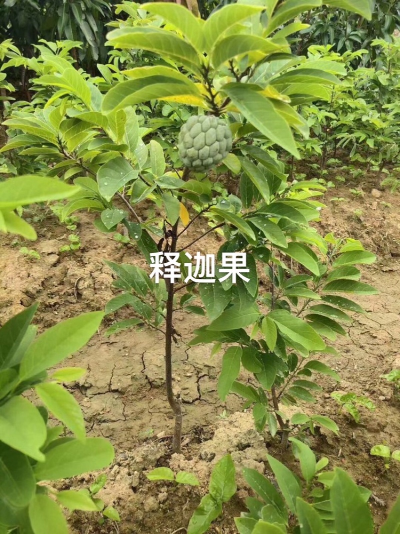 凤梨释迦果苗\正品嫁接苗直生苗\苗木靓丽