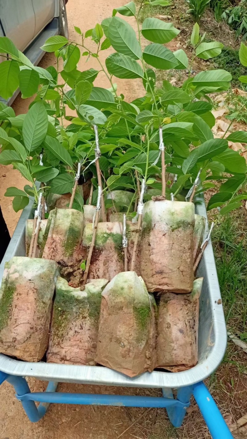 凤梨释迦果苗\正品嫁接苗直生苗\苗木靓丽