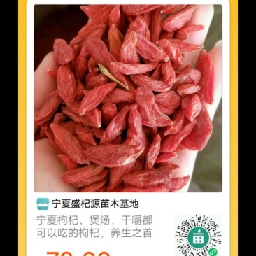 中国枸杞在宁夏，宁夏好枸杞，嚼着吃的枸杞，泡酒泡茶均可