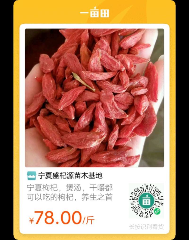 中国枸杞在宁夏，宁夏好枸杞，嚼着吃的枸杞，泡酒泡茶均可