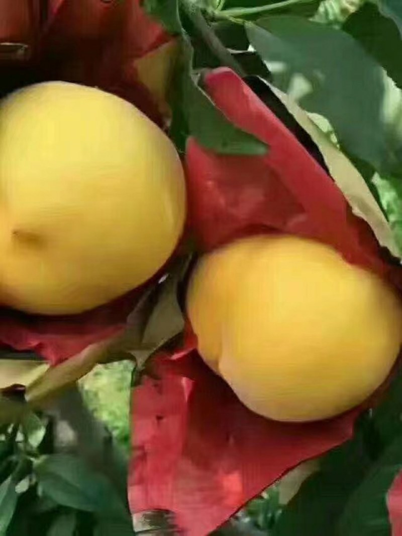 纸袋锦绣黄桃