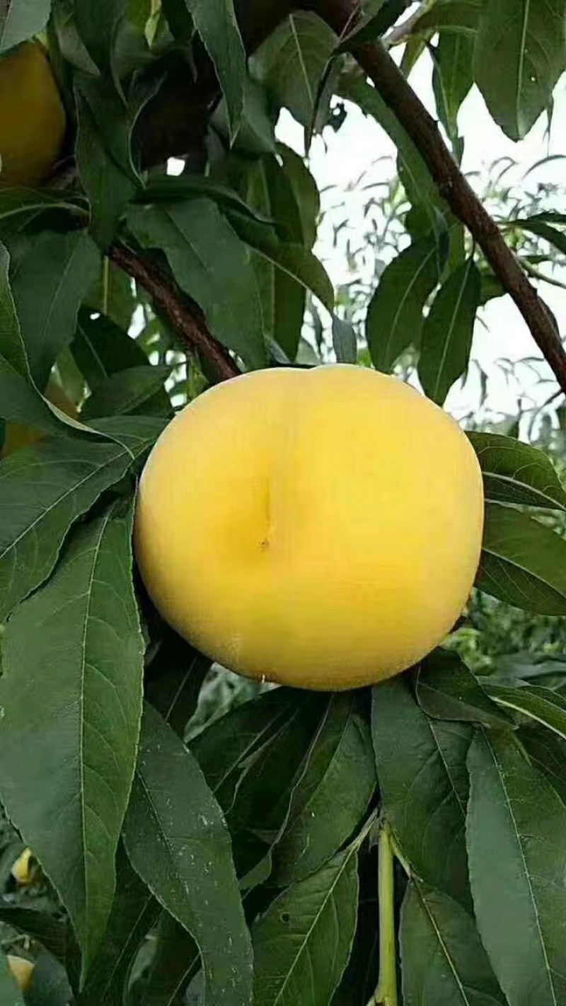 纸袋锦绣黄桃