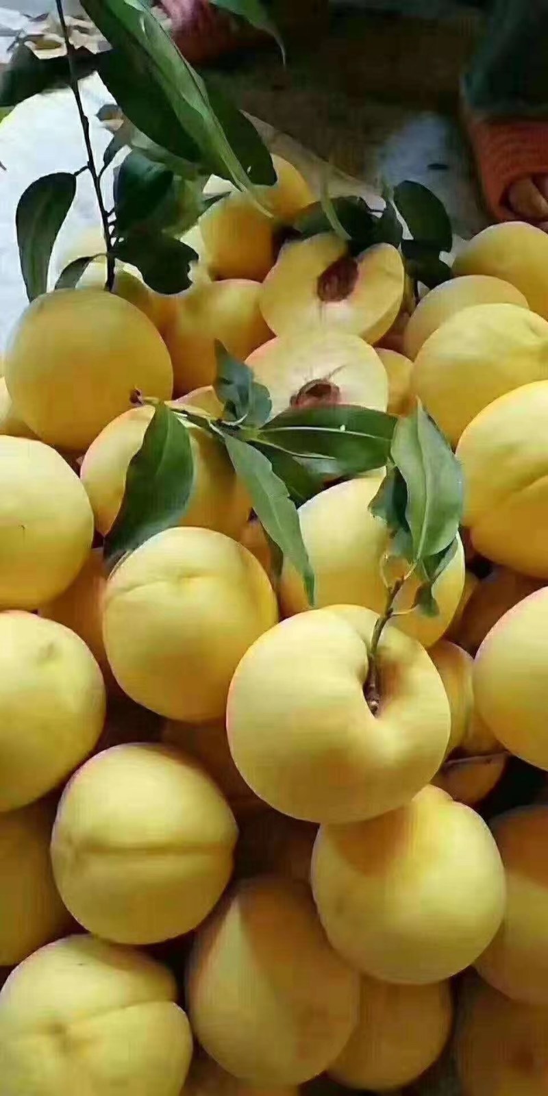 纸袋锦绣黄桃