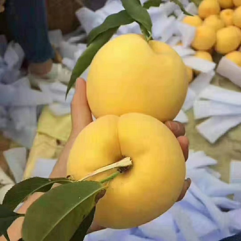 纸袋锦绣黄桃