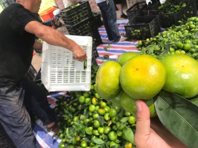 特早蜜桔大丰.大莆.诗文.普早.西柚红美人等预定