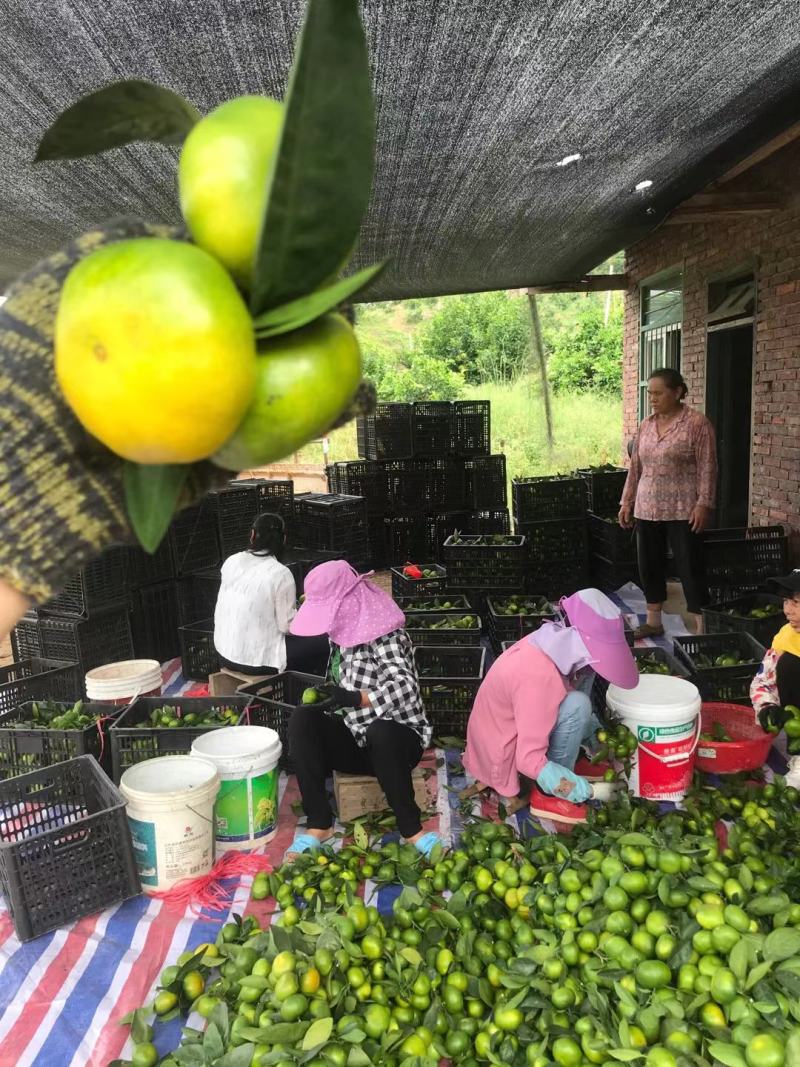 特早蜜桔大丰.大莆.诗文.普早.西柚红美人等预定