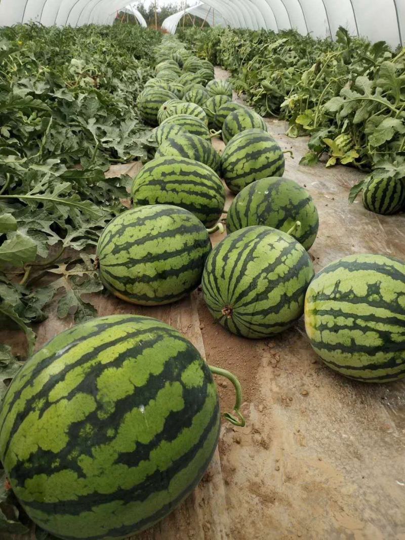 自家种植美都西瓜头茬无籽精品瓜精大棚西瓜甘甜可口