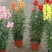 金鱼草种子植物四季花卉草籽庭院阳台多年生耐旱室外植物花草