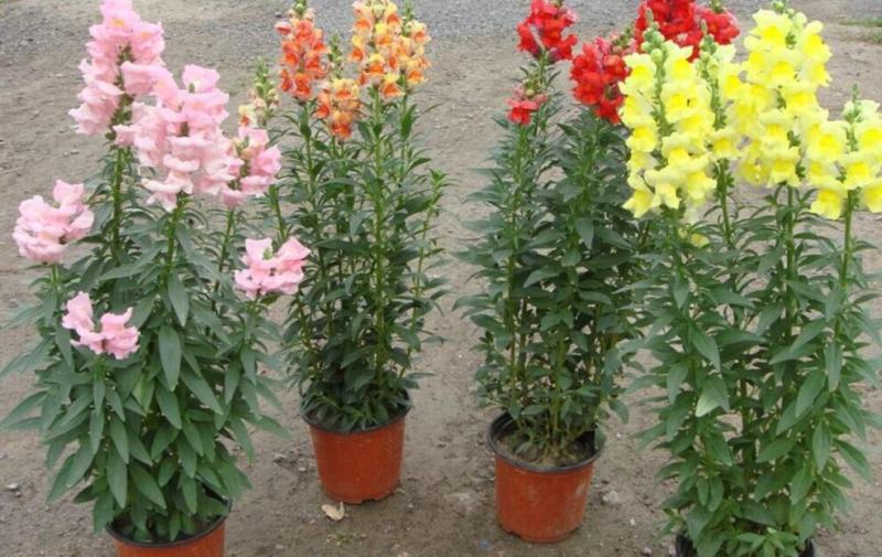 金鱼草种子植物四季花卉草籽庭院阳台多年生耐旱室外植物花草