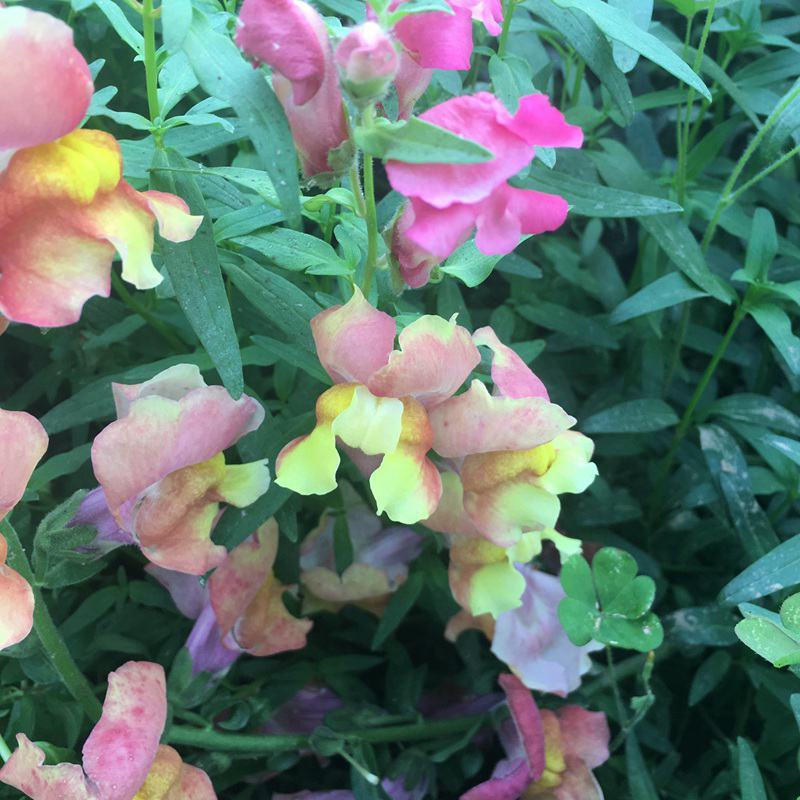 金鱼草种子植物四季花卉草籽庭院阳台多年生耐旱室外植物花草