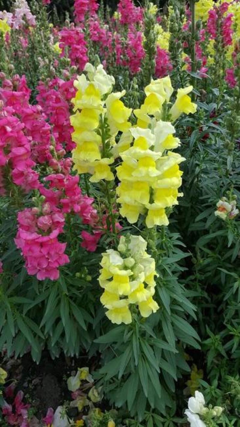 金鱼草种子植物四季花卉草籽庭院阳台多年生耐旱室外植物花草