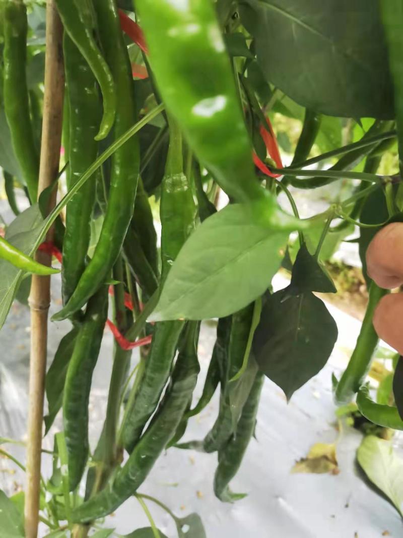 新鲜辣椒，口感好，品种优良，价格便宜实惠