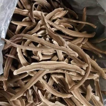 灵芝切片，山东冠县灵芝种植基地