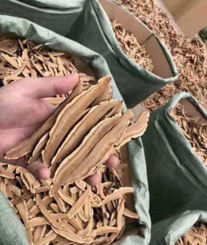 灵芝切片，山东冠县灵芝种植基地